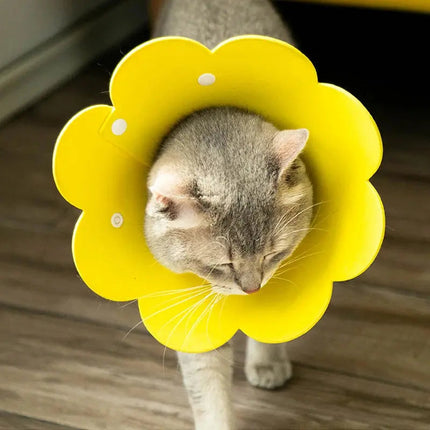 Collerette Fleur pour Chat - Design Ludique et Coloré