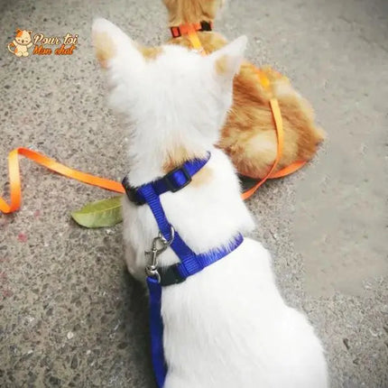 Harnais Bleu avec Laisse Assortie pour Petits Animaux