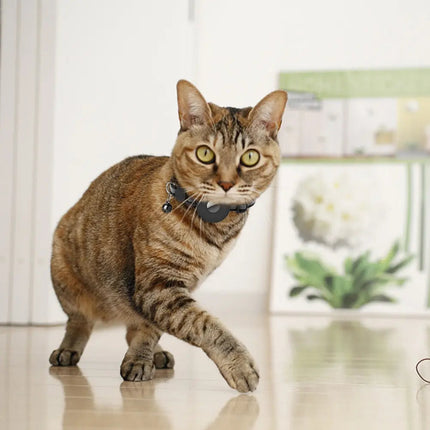 Collier Connecté pour Chat | Sécurité et Suivi GPS