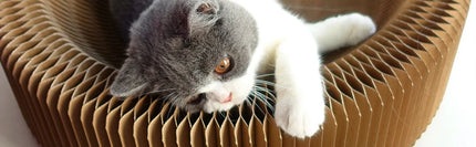 Cocon Reversible Douillet pour Chat – Surface à Griffer Intégrée