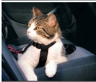 Harnais de SĂ©curitĂ© pour Chat â Confort et Voyage Tranquille