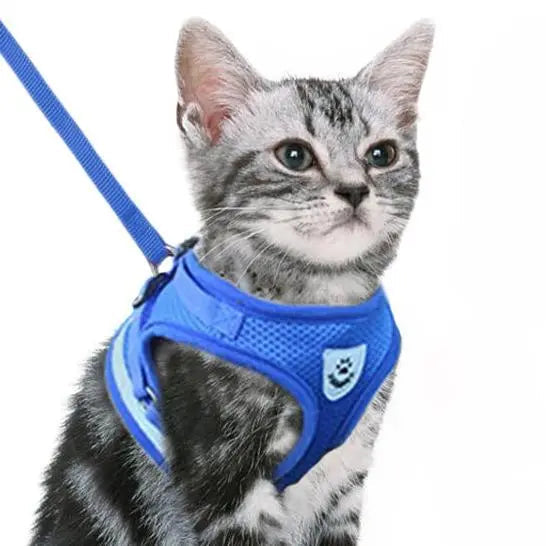 Harnais Bleu Vif pour Chat avec Laisse Assortie