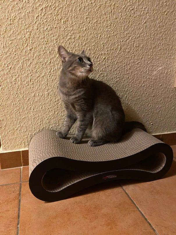 Griffoir Moderne en Boucle pour Chat â Design Minimaliste