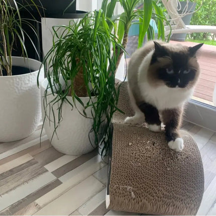 Griffoir Moderne en Boucle pour Chat – Design Minimaliste