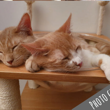 Tour de jeu et d'observation pour chat avec niveaux interactifs