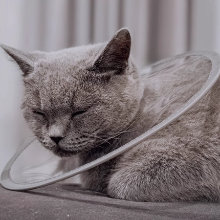 Collerette minimaliste ajustable pour chats