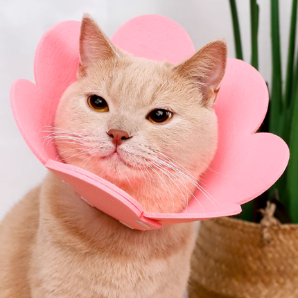 Collerette Fleur Rose pour Chat | Design Ludique et Pratique