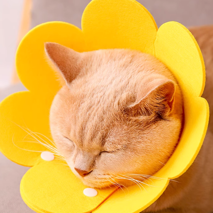 Collerette Fleur Rose pour Chat | Design Ludique et Pratique