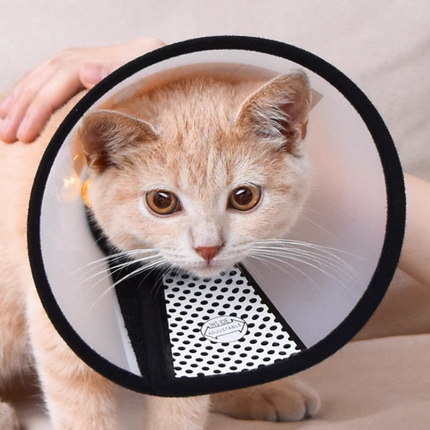 Collerette Ajustable Translucide pour Chats et Petits Animaux