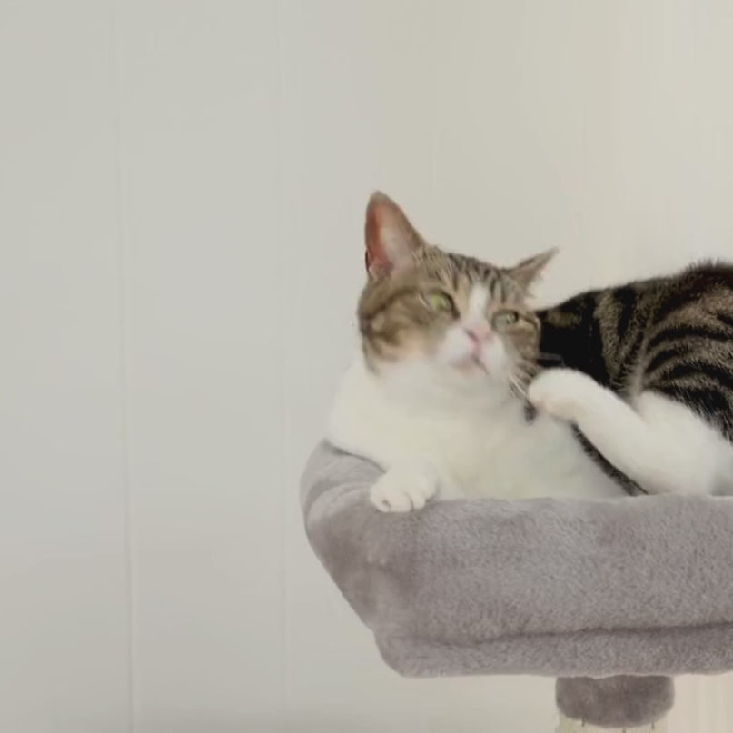 Aire de Jeu Tout-en-Un pour Chats avec Plateformes et Niches