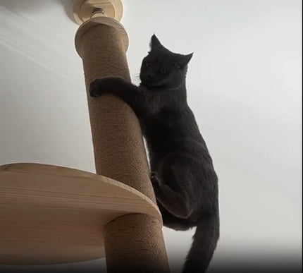 Vidéo d'un arbre à chat en bois XXL design avec griffoir intégré, plateformes en hauteur et bol transparent suspendu. Un chat grimpe avec agilité sur l'arbre, démontrant sa solidité et son adaptabilité pour les félins actifs. Parfait pour offrir un espace de jeu, repos et observation à votre chat.