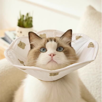 Collerette pour Chat Motif Animalier – Protection avec Touche Ludique