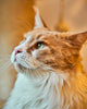 Comment rendre heureux un Maine Coon ?