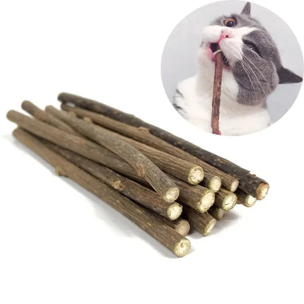 Moment drôle et spontané : Chat découvrant une brindille ludique