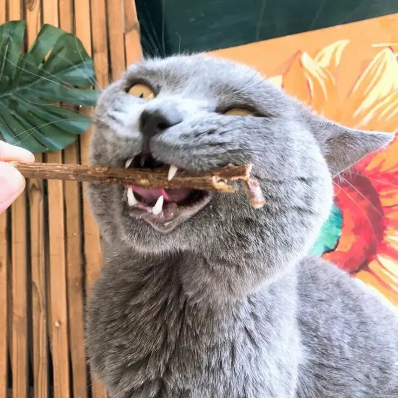 Moment drôle et spontané : Chat découvrant une brindille ludique