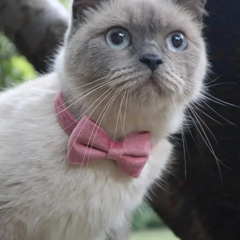 Collier ajustable avec nœud papillon rose pour chat | Accessoire charmant et festif