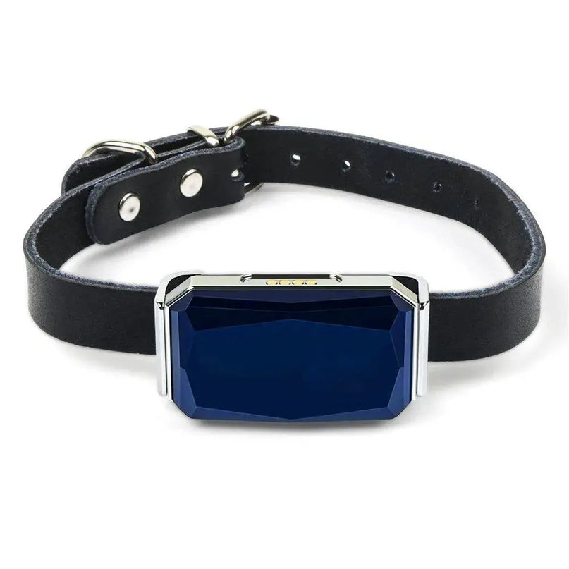 Collier Raffiné pour Chat avec Ornement Bleu