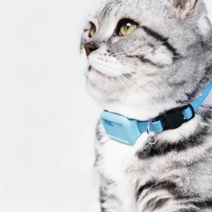 Collier ajustable bleu avec boucle robuste pour accessoires félins