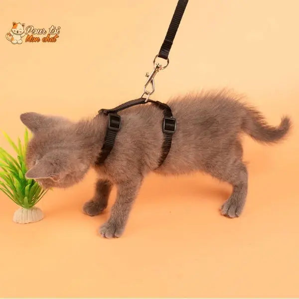 Harnais Bleu avec Laisse Assortie pour Petits Animaux