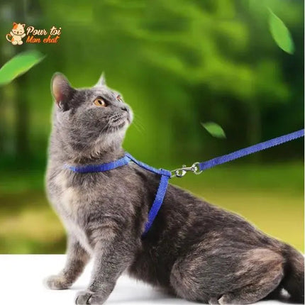 Harnais Bleu avec Laisse Assortie pour Petits Animaux