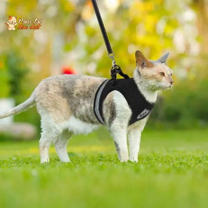 Harnais Noir pour Chat - Parfait pour les Promenades en Plein Air