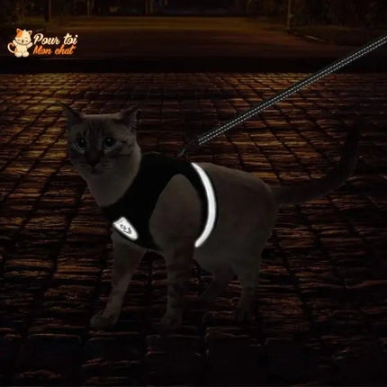 Harnais Noir pour Chat - Parfait pour les Promenades en Plein Air