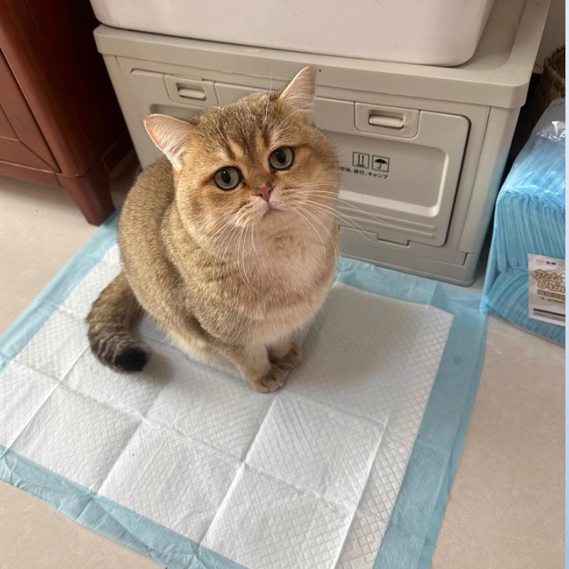 Alèse Absorbante pour Chat avec Design Confortable et Pratique