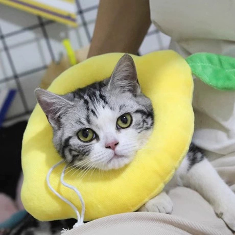 Collerette Fleur Tournesol pour Chats – Style Ludique et Mignon