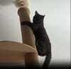 Vidéo d'un arbre à chat en bois XXL design avec griffoir intégré, plateformes en hauteur et bol transparent suspendu. Un chat grimpe avec agilité sur l'arbre, démontrant sa solidité et son adaptabilité pour les félins actifs. Parfait pour offrir un espace de jeu, repos et observation à votre chat.